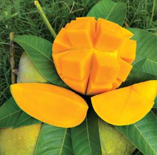 Mango (আম)